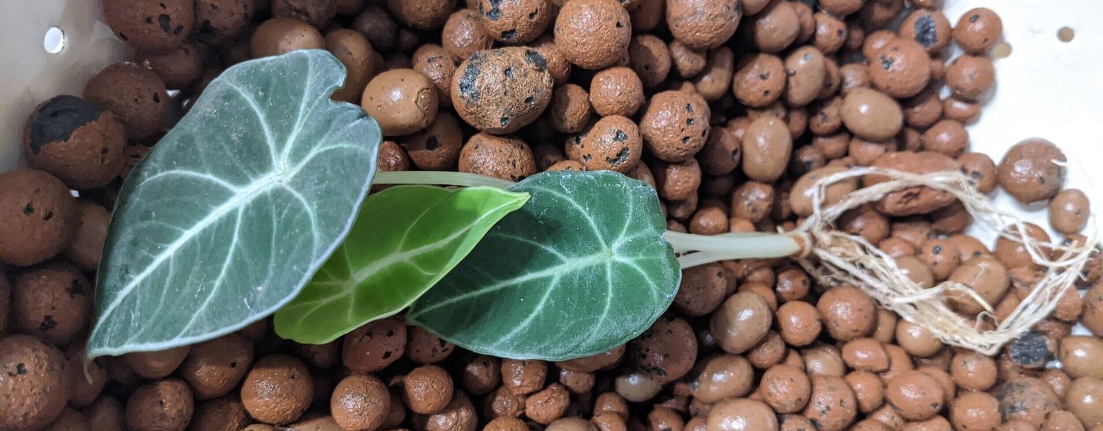 PXL_20201002_051127233